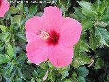 Rosa de China - Hibiscus rosa-sinensis. Nerja