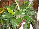 Bandera blanca - Spathiphyllum wallisii. Navas de San Juan