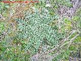 Cardo acaule - Cirsium acaule. Cerro Algarrobo - Fuensanta de Martos