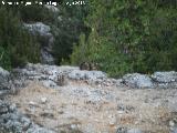 Gato montés europeo - Felis silvestris silvestris. Majada de la Carrasca - Villacarrillo