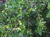 Boj - Buxus sempervirens. La Hoya - Jan