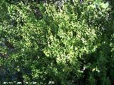 Boj - Buxus sempervirens. La Hoya - Jan