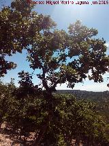Roble melojo - Quercus pyrenaica. Cerro de la Estrella - Santa Elena