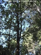 Roble melojo - Quercus pyrenaica. Cerro El Morretn - Santiago Pontones