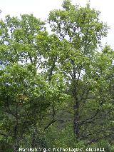 Roble melojo - Quercus pyrenaica. Sierra de Navalmanzano - Fuencaliente