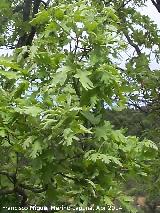 Roble melojo - Quercus pyrenaica. Sierra de Navalmanzano - Fuencaliente