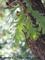 Roble melojo - Quercus pyrenaica. Cazorla