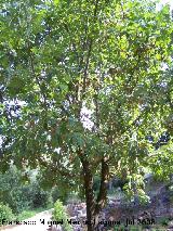 Roble melojo - Quercus pyrenaica. Cazorla