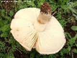 Amanita de sombrero erizado - Amanita echinocephalia. 