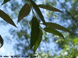 Mimbrera - Salix fragilis. Cazorla