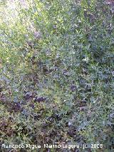 Jazmn silvestre - Jasminum fruticans. Cazorla