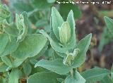 Jara del Diablo - Halimium atriplicifolium. Cazorla
