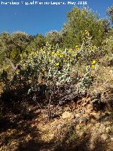 Jara del Diablo - Halimium atriplicifolium. Cerro del Muln - Santiago Pontones