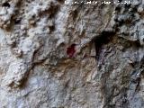Pinturas rupestres de la Cueva del Fraile I. Hendidura pintada de rojo
