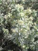 Zaharea - Sideritis incana subsp. virgata. Los Villares