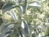 Zaharea - Sideritis incana subsp. virgata. Los Villares