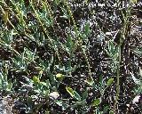 Salvia - Salvia blancoana. Cazorla