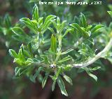 Ajedrea - Satureja cuneifolia. Cazorla