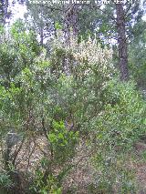 Brezo blanco - Erica arborea. Sierra de Navalmanzano - Fuencaliente