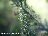 Brezo blanco - Erica arborea. Crdoba