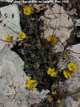 Zamarrilla negra - Helianthemum croceum. Banderillas - Santiago Pontones