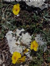 Zamarrilla negra - Helianthemum croceum. Banderillas - Santiago Pontones