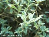 Zamarrilla negra - Helianthemum croceum. Cazorla