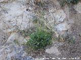 Alhucema - Lavandula latifolia. Cerro de Gontar - Santiago Pontones