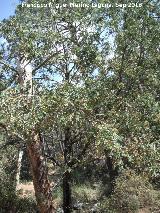Serval - Sorbus domestica. El Chorro - Quesada