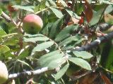 Serval - Sorbus domestica. Fruto y hojas. El Chorro - Quesada