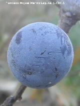 Endrino - Prunus spinosa. Fruto. Los Villares