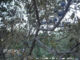 Endrino - Prunus spinosa. Los Villares