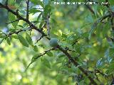 Endrino - Prunus spinosa. Cazorla