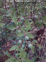 Endrino - Prunus spinosa. Frutos sin madurar. Ro Fro - Los Villares