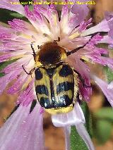 Escarabajo abeja - Trichius fasciatus. La Estrella - Navas de San Juan