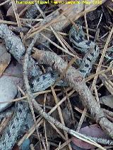 Culebra lisa europea - Coronella austriaca. El Banderillas - Santiago Pontones