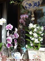 Casa de la Calle Pozanco nº 6. Orquídeas