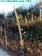 Viborera gigante - Echium boissieri. La Yedra - Los Villares