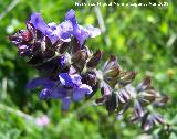 Hierba de ciego - Salvia verbenaca. Los Villares