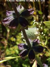 Hierba de ciego - Salvia verbenaca. La Estrella - Navas de San Juan