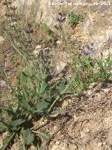 Hierba de ciego - Salvia verbenaca. Cerro Montaes - Jan