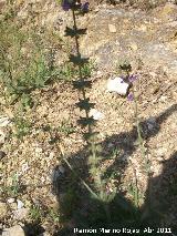 Hierba de ciego - Salvia verbenaca. Cerro Montaes - Jan