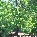 Cerezo silvestre - Prunus avium. Cazorla