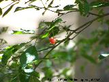 Cerezo silvestre - Prunus avium. Segura