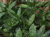 Laurel manchado - Aucuba japonica crotonifolia. Invernadero de Jan