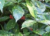 Laurel manchado - Aucuba japonica crotonifolia. Hojas. Jabalcuz (Jan)