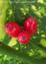 Laurel manchado - Aucuba japonica crotonifolia. Frutos. Jabalcuz (Jan)