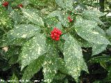 Laurel manchado - Aucuba japonica crotonifolia. Jabalcuz - Jan