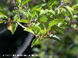 Ciruelo - Prunus domestica. Cazorla