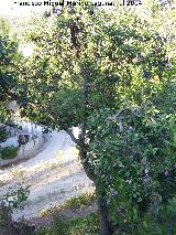 Ciruelo - Prunus domestica. Central Hidroelctrica de Ro Fro - Los Villares
